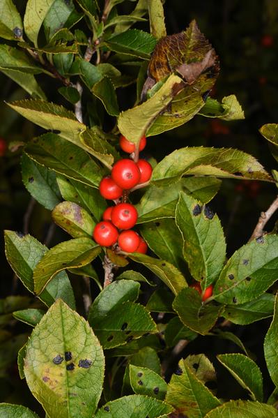 common winterberry