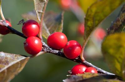 Ilex verticillata
