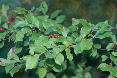 common winterberry
