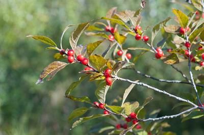 common winterberry