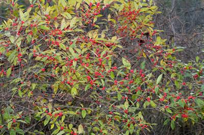 Ilex verticillata - هالی زمستانه (ایلکس خزان‌دار)