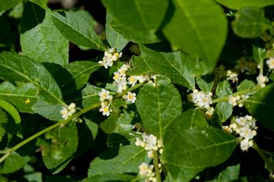 Ilex verticillata - هالی زمستانه (ایلکس خزان‌دار)