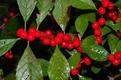 winterberry
