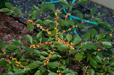 Ilex verticillata