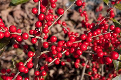 winterberry