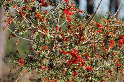 Ilex vomitoria