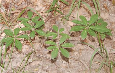 Illicium floridanum