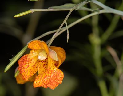 Impatiens capensis