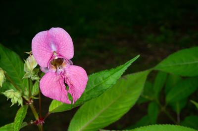 Impatiens glandulife