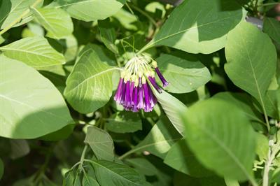 Iochroma grandifloru