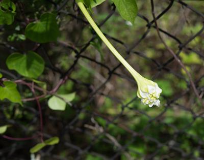 Ipomoea alba