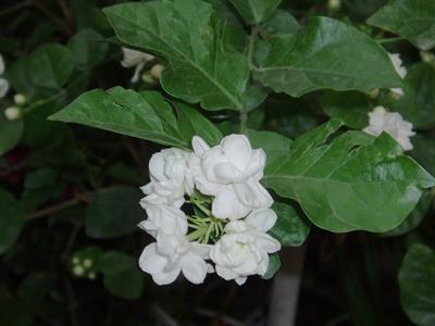 Jasminum sambac