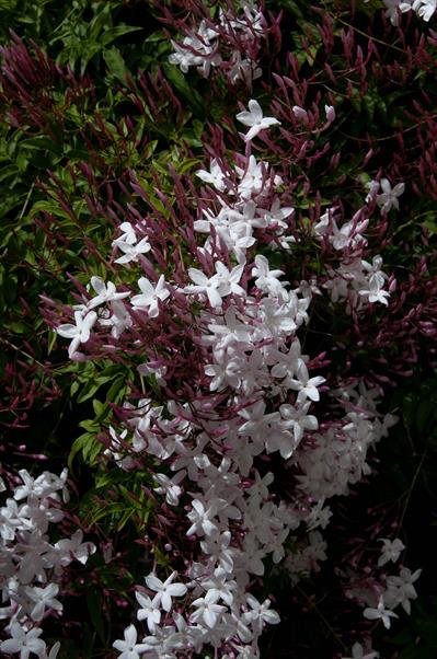 Jasminum polyanthum