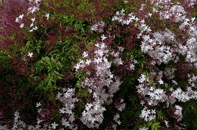 Jasminum polyanthum