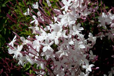 Jasminum polyanthum - یاس صورتی