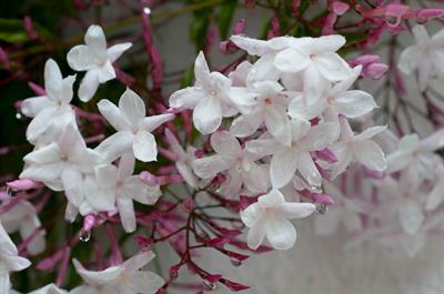 Jasminum polyanthum - یاس صورتی