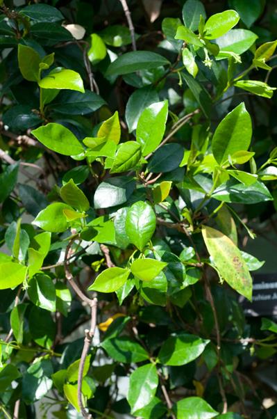 Jasminum sambac - گل یاس رازقی