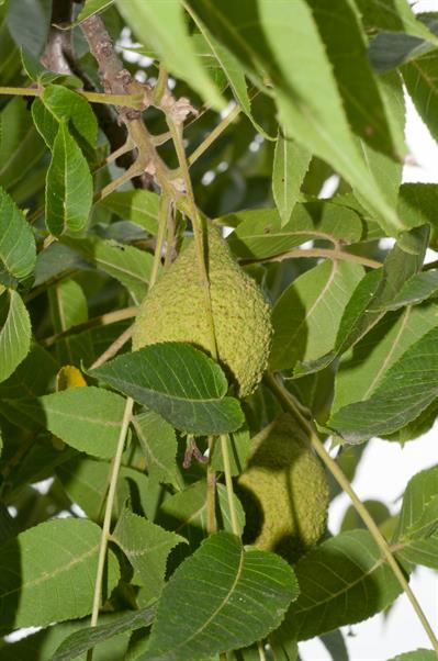 گردوی سفید نام یک گونه از سرده گردو است.