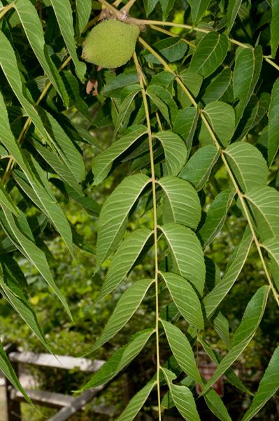 گردوی سفید، درختی خزاندار و بزرگ گسترده اما نه زیاد متراکم میباشد.