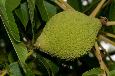 گردوی سفید، White Walnut