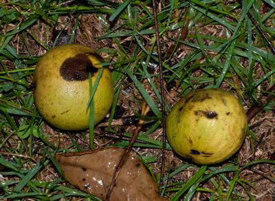 Juglans nigra - گردوی سیاه