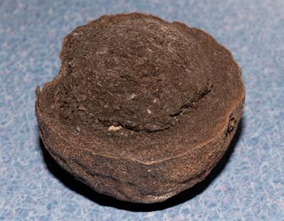 Juglans nigra - گردوی سیاه