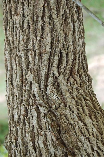 Juglans nigra - گردوی سیاه