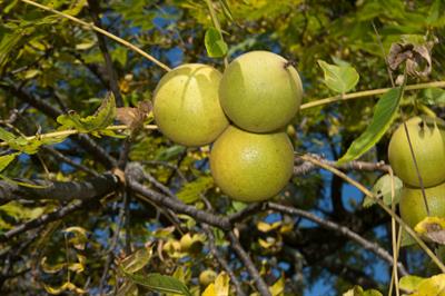Juglans nigra - گردوی سیاه