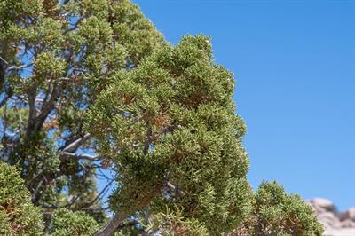 Juniperus californic