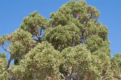 Juniperus californic