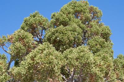  Juniperus californi