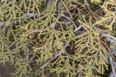 Juniperus californic