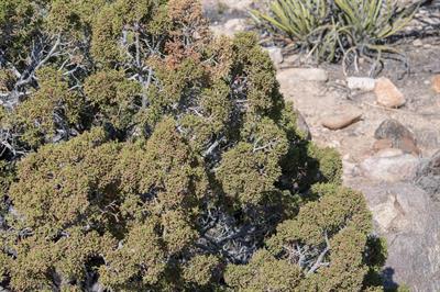 Juniperus californic