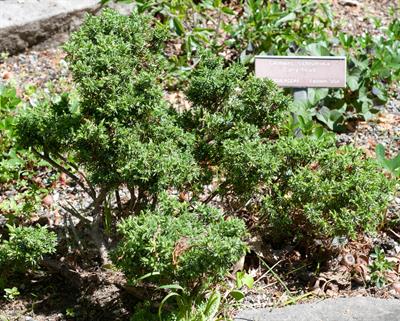 Juniperus communis