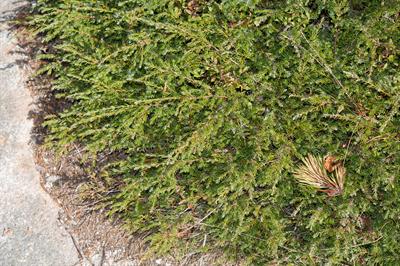 Juniperus communis - پیرو
