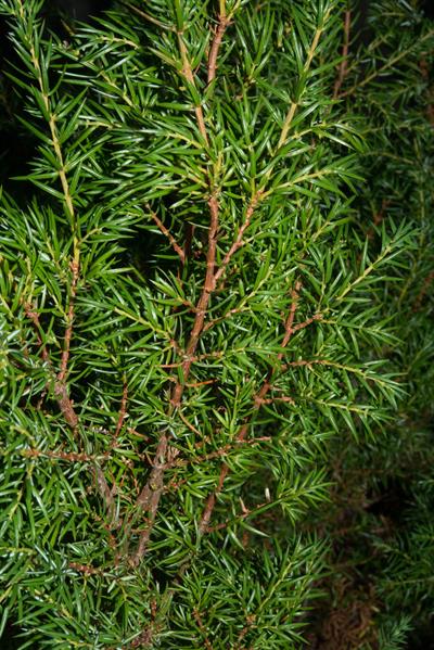 Juniperus communis - پیرو