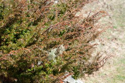 Juniperus communis