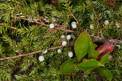  Juniperus communis