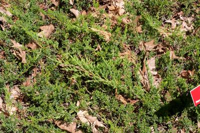 Juniperus horizontal