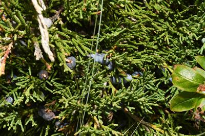 Juniperus horizonta