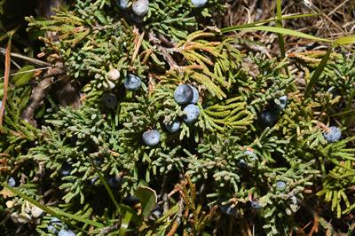 Juniperus horizonta - ارس چینی