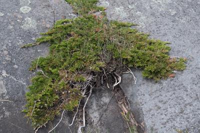  Juniperus horizonta