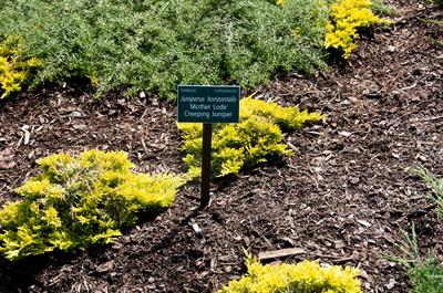 Juniperus horizonta - ارس چینی