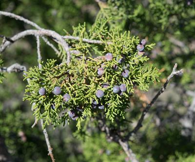 Juniperus monosperma - ارس تک‌دانه