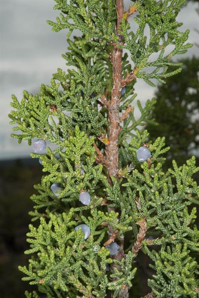 Juniperus monosperma