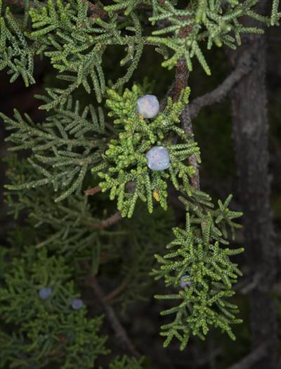 Juniperus monosperma