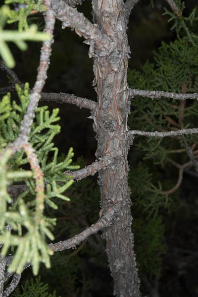 ارس تک‌دانه