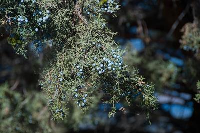 Juniperus occidenta