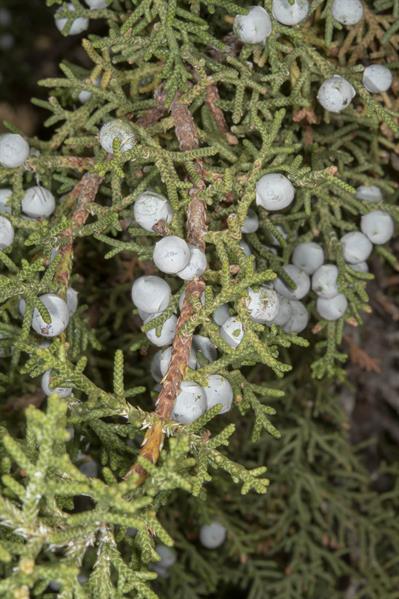 Juniperus osteosperm
