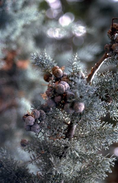 Juniperus phoenicea